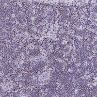 Anti-RUNX3 antibody produced in rabbit 