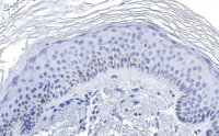 Anti-RXR-alpha Antibody, clone 2I8 ZooMAb Rabbit Monoclonal 