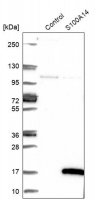 Anti-S100A14 antibody produced in rabbit 