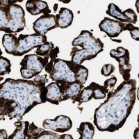 Anti-S100P antibody produced in rabbit 