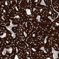 Anti-SAMM50 antibody produced in rabbit 