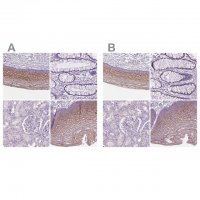 Anti-SBSN antibody produced in rabbit 