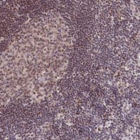 Anti-SCAF11 antibody produced in rabbit 