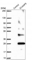 Anti-SCAMP5 antibody produced in rabbit HPA046645-100UL