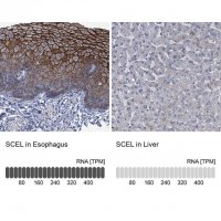 Anti-SCEL antibody produced in rabbit 
