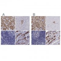 Anti-SCG2 antibody produced in rabbit 
