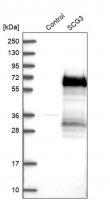 Anti-SCG3 antibody produced in rabbit 