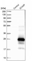 Anti-SCIMP antibody produced in rabbit 
