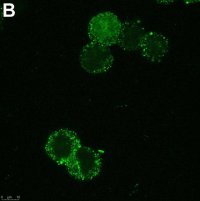 Anti-SCN2A Antibody, clone 3F19 ZooMAb Rabbit Monoclonal 