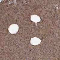 Anti-SCP2 antibody produced in rabbit 