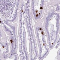 Anti-SCT antibody produced in rabbit 