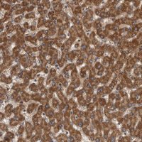 Anti-SDCBP antibody produced in rabbit HPA023840-100UL
