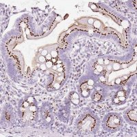 Anti-SDF4 antibody produced in rabbit 
