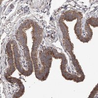 Anti-SDHAF4 antibody produced in rabbit 