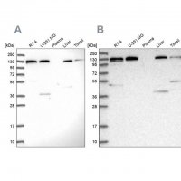 Anti-SEC23IP antibody produced in rabbit 