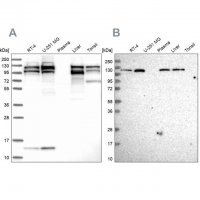 Anti-SEC24C antibody produced in rabbit 