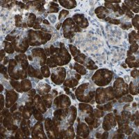 Anti-SELENOS antibody produced in rabbit 