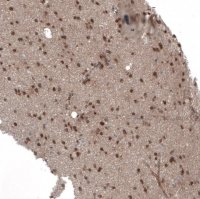 Anti-SEMA7A antibody produced in rabbit 