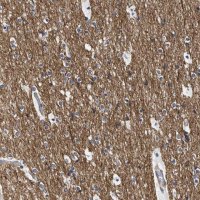 Anti-SEPT4 antibody produced in rabbit 