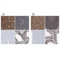 Anti-SEPT7 antibody produced in rabbit HPA023309-100UL
