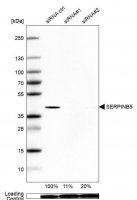 Anti-SERPINB5 antibody produced in rabbit 