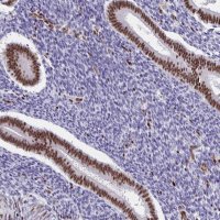 Anti-SETD5 antibody produced in rabbit 