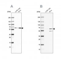 Anti-SF3A2 antibody produced in rabbit 