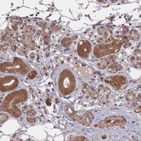 Anti-SF3B1 antibody produced in rabbit 