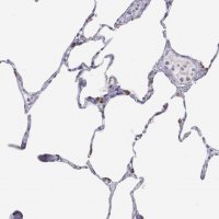 Anti-SFTPB antibody produced in rabbit 