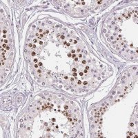 Anti-SGF29 antibody produced in rabbit 