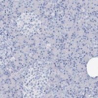 Anti-SGO2 antibody produced in rabbit 