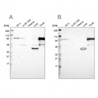 Anti-SH3KBP1 antibody produced in rabbit 