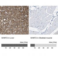 Anti-SHMT2 antibody produced in rabbit 