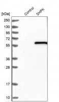 Anti-SHPK antibody produced in rabbit HPA024361-100UL
