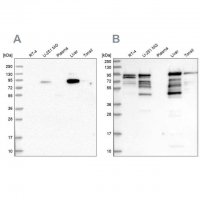Anti-SHTN1 antibody produced in rabbit HPA037942-100UL