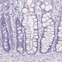 Anti-SI antibody produced in rabbit 