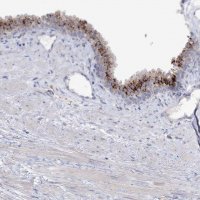 Anti-SIAE antibody produced in rabbit 