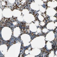 Anti-SIGLEC5 antibody produced in rabbit 