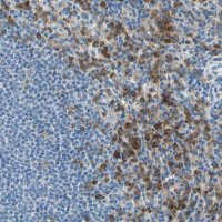 Anti-SIGLEC9 antibody produced in rabbit HPA010682-100UL