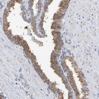 Anti-SIL1 antibody produced in rabbit 