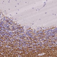Anti-SIRT2 antibody produced in rabbit 