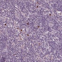 Anti-SLAMF8 antibody produced in rabbit 