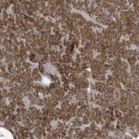Anti-SLAMF9 antibody produced in rabbit HPA035153-100UL