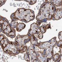 Anti-SLC19A3 antibody produced in rabbit 