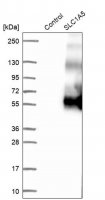 Anti-SLC1A5 antibody produced in rabbit 