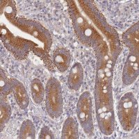 Anti-SLC35F5 antibody produced in rabbit 