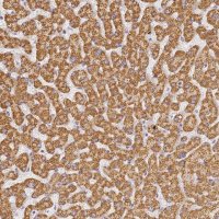 Anti-SLC38A9 antibody produced in rabbit 