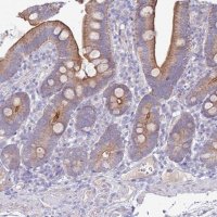 Anti-SLC44A4 antibody produced in rabbit 