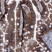 Anti-SLC4A7 antibody produced in rabbit 