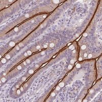Anti-SLC6A19 antibody produced in rabbit 